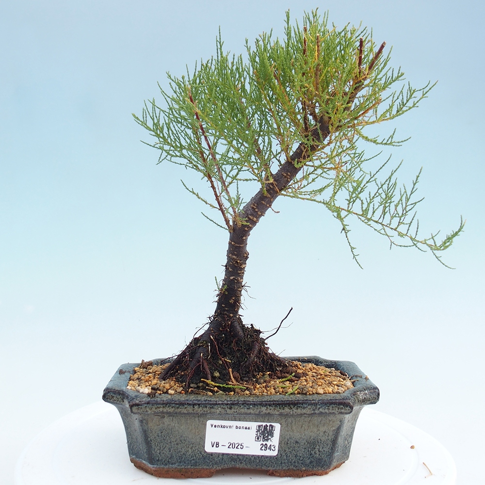 Venkovní bonsai - Tamaryšek - Tamarix