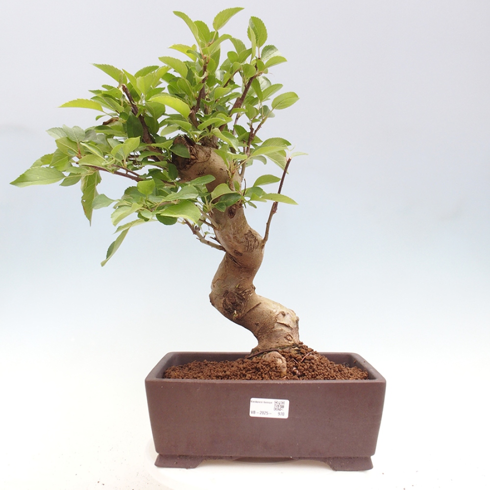 Venkovní bonsai -Malus halliana - Maloplodá jabloň