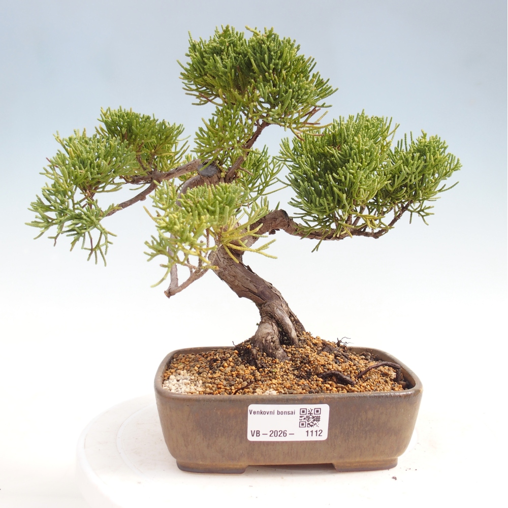 Venkovní bonsai - Juniperus chinensis Kishu -Jalovec čínský