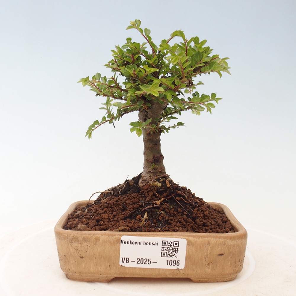 Venkovní bonsai - Ulmus parvifolia Sagei - Malolistý jilm