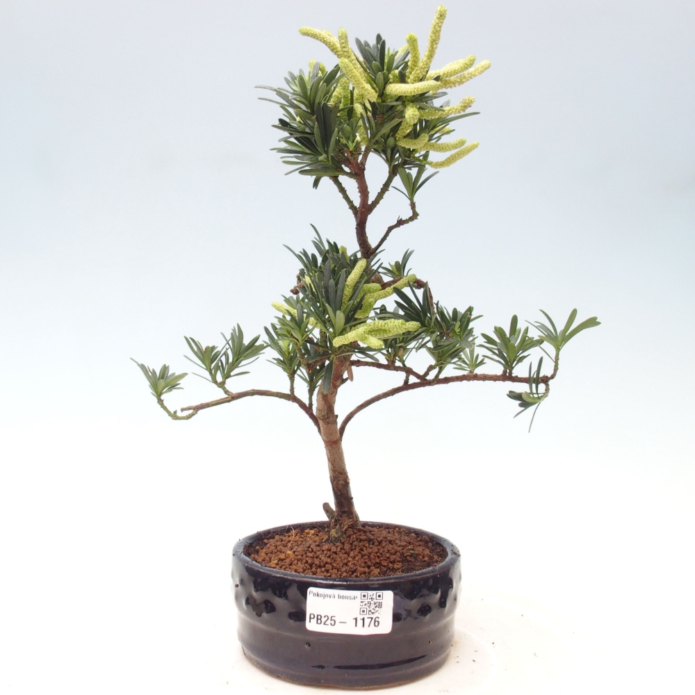 Pokojová bonsai - Podocarpus - Kamenný tis