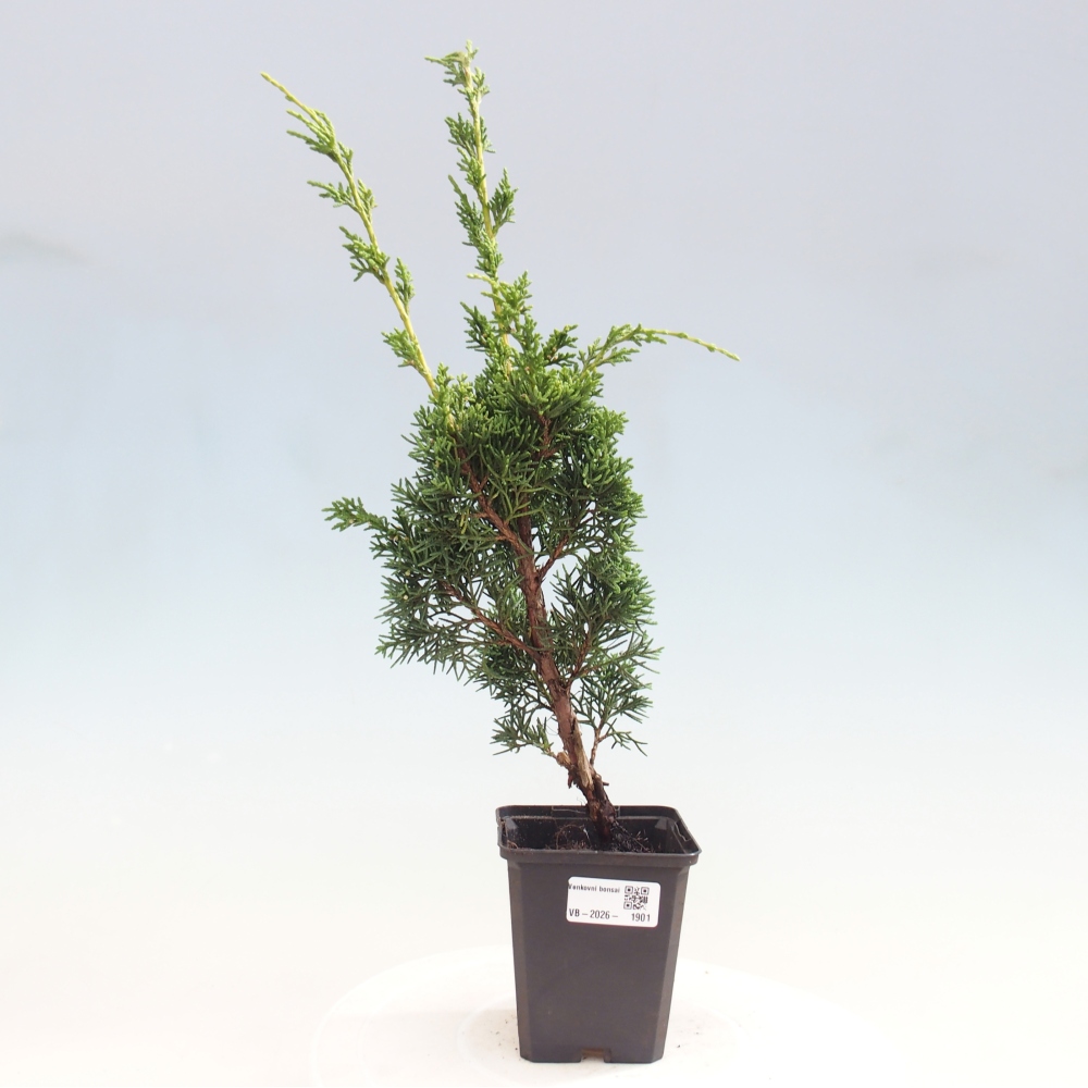 Venkovní bonsai - Juniperus chinensis Kishu -Jalovec čínský