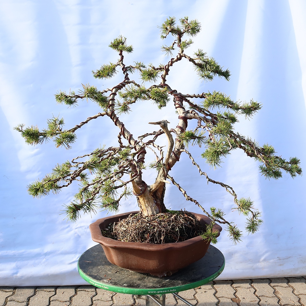Pinus sylvestris Španělsko - borovice lesní