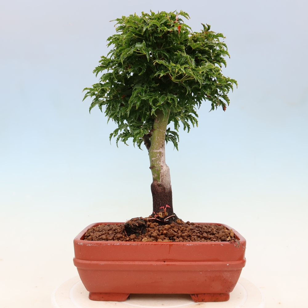 Venkovní bonsai -Javor dlanitolistý Acer palmatum Shishigashira