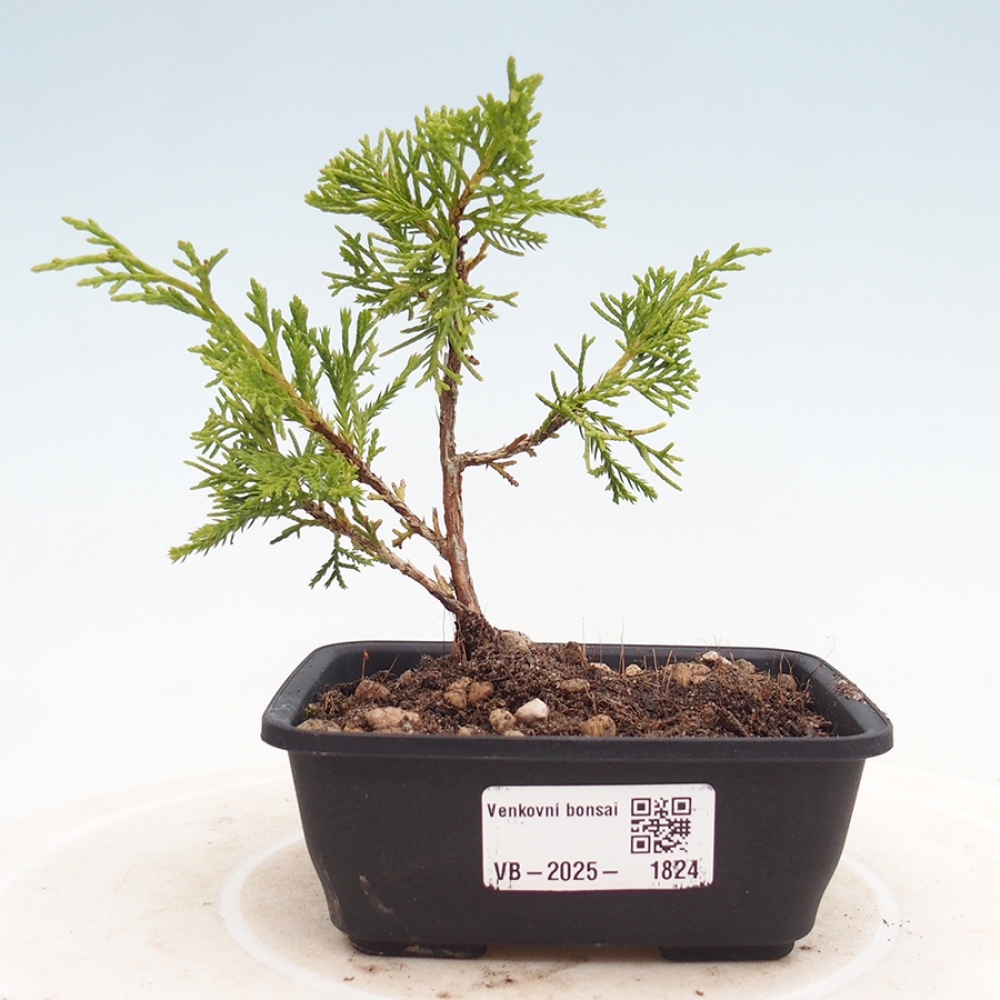 Venkovní bonsai - Juniperus chinensis Itoigawa -Jalovec čínský
