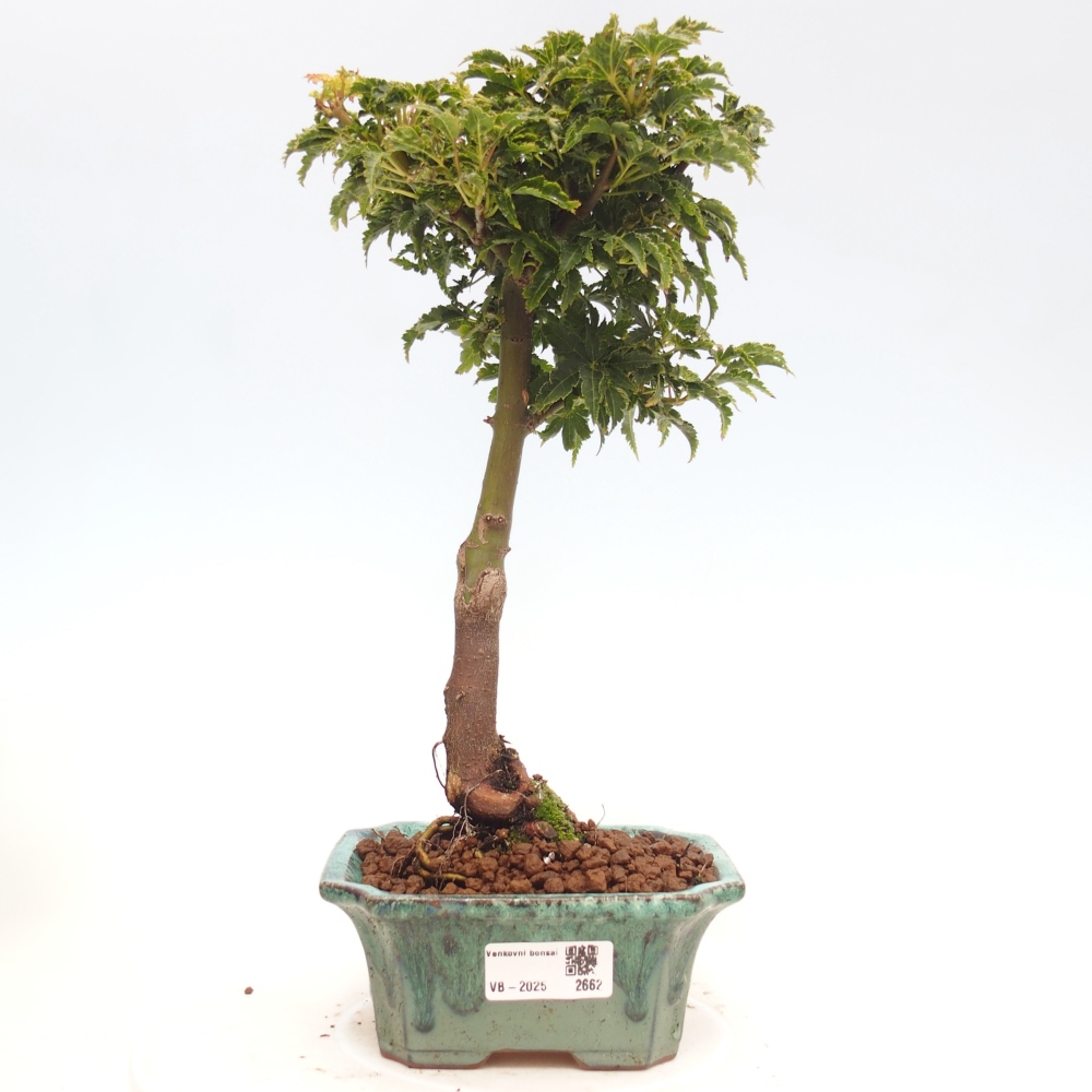 Venkovní bonsai -Javor dlanitolistý Acer palmatum Shishigashira