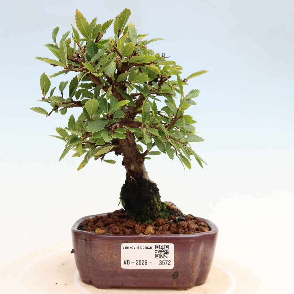 Venkovní bonsai - Zelkova - Zelkova NIRE