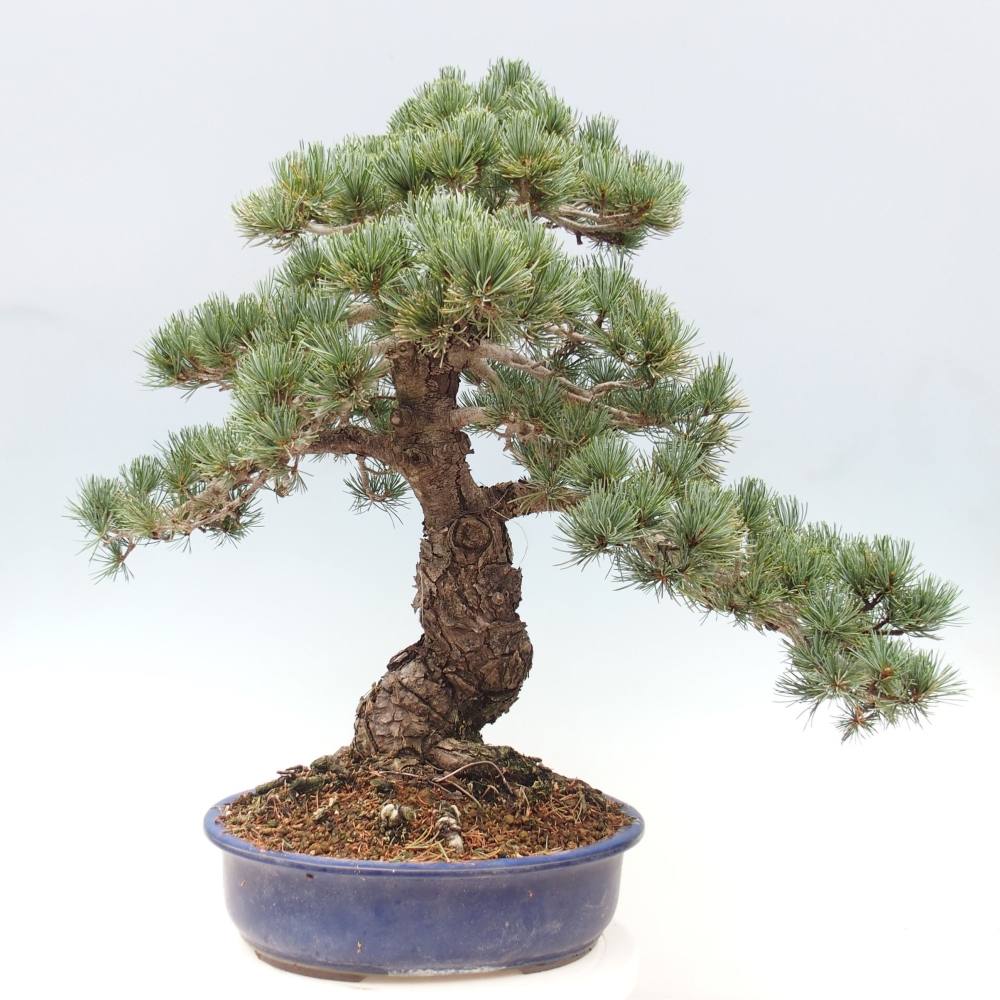 Venkovní bonsai - Pinus parviflora - Borovice drobnokvětá