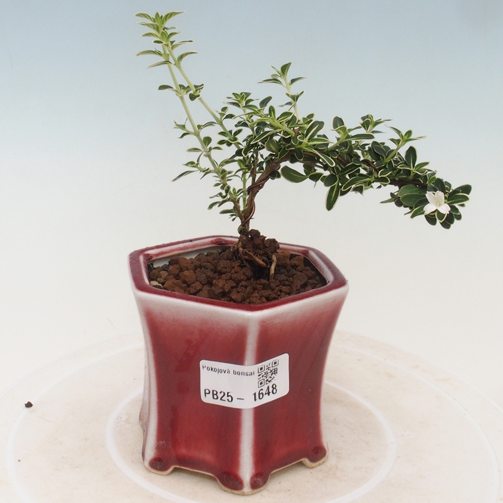 Pokojová bonsai - Serissa foetida Variegata - Strom tisíce hvězd