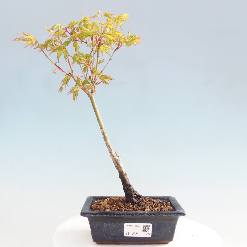 Acer palmatum Aureum - Javor dlanitolistý zlatý