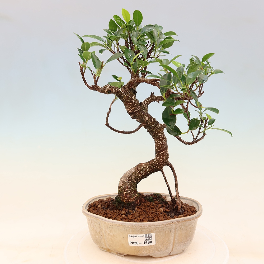 Pokojová bonsai - Ficus retusa -  malolistý fíkus