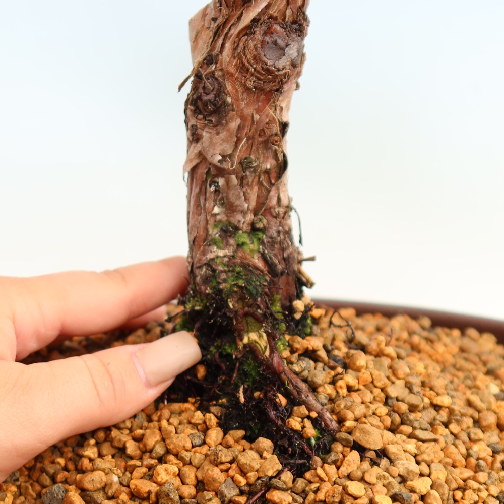 Venkovní bonsai - Juniperus chinensis Kishu -Jalovec čínský