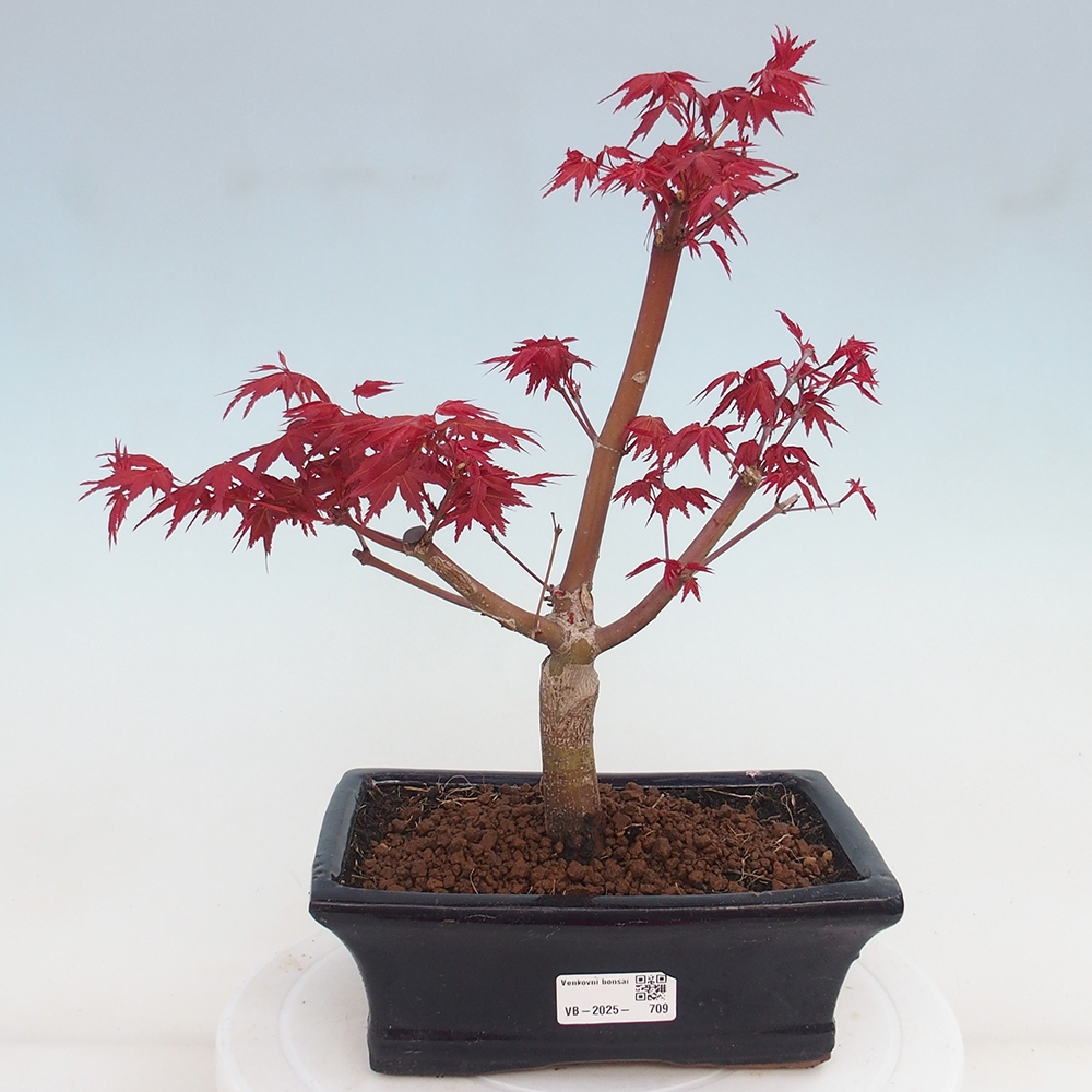 Venkovní bonsai - Javor dlanitolistý - Acer palmatum DESHOJO