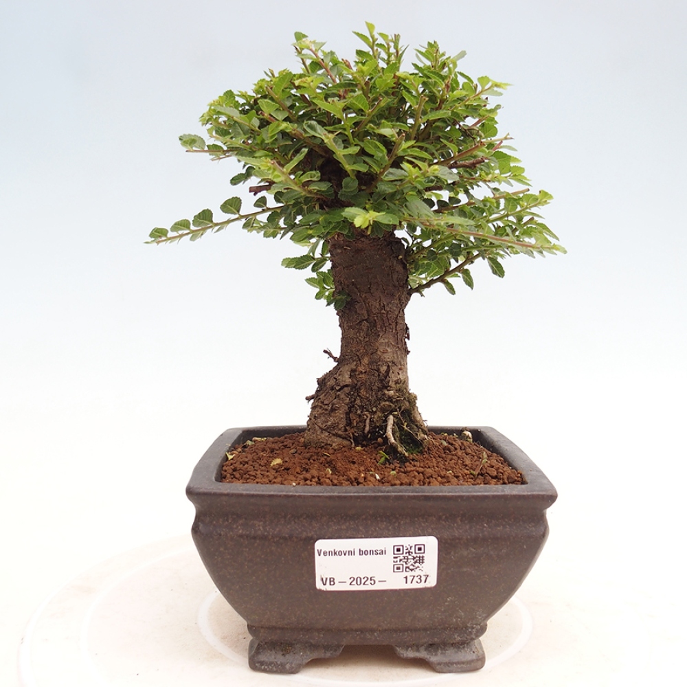 Venkovní bonsai - Ulmus parvifolia Hokkaido - jilm Činski