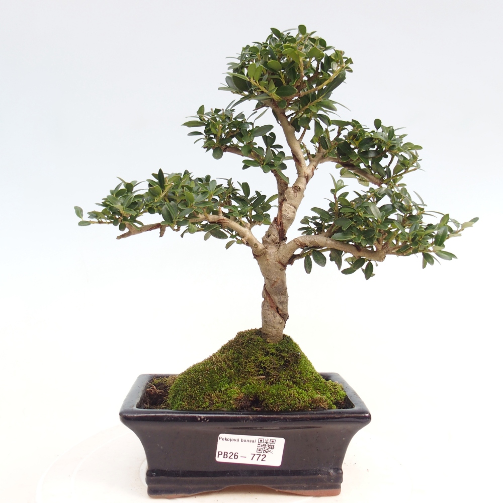 Pokojová bonsai - Ilex crenata - Cesmína