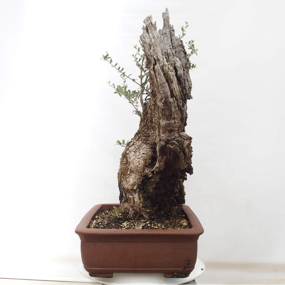 Pokojová bonsai - Olea europaea sylvestris -Oliva evropská drobnolistá