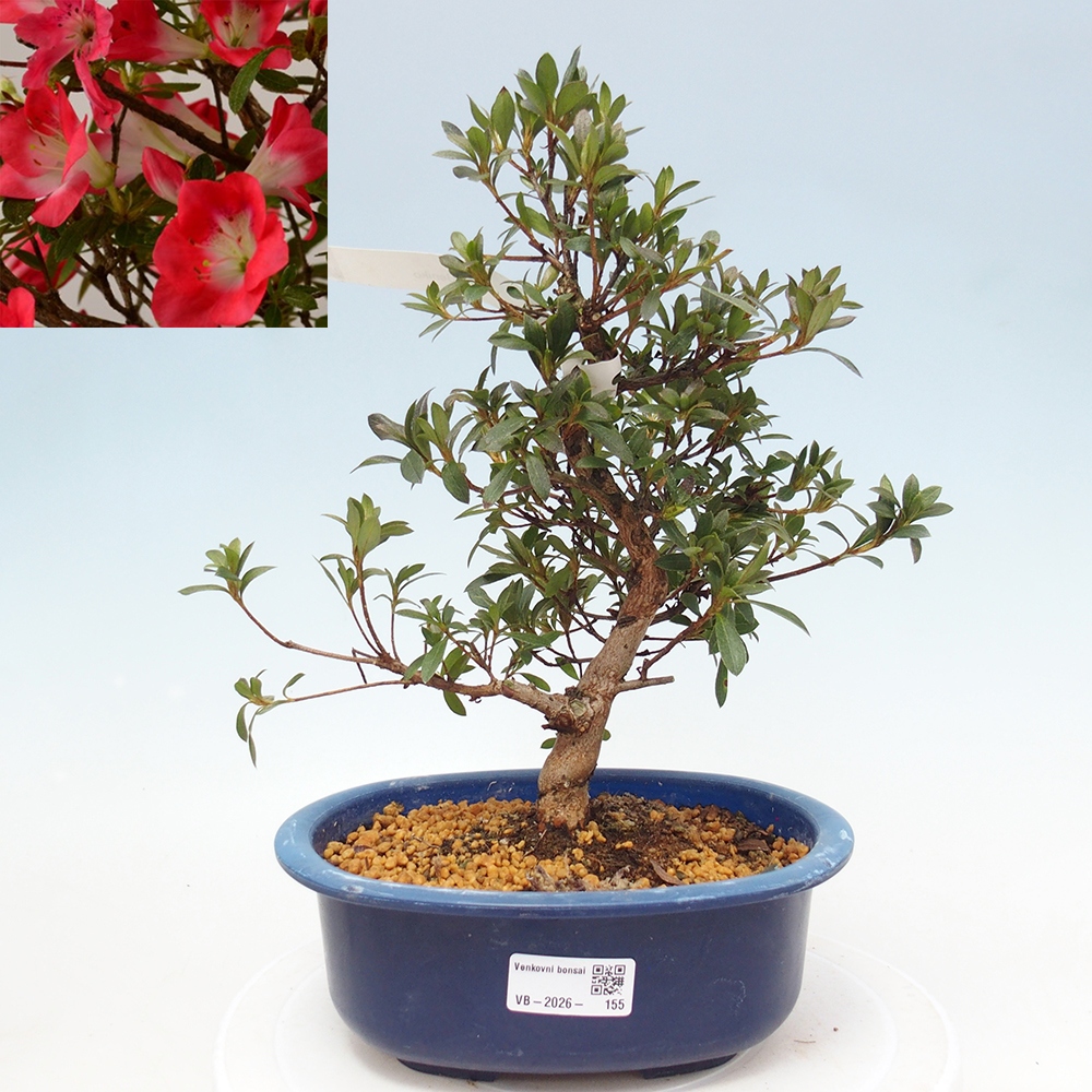Venkovní bonsai - Japonská azalka - Azalea Beniko