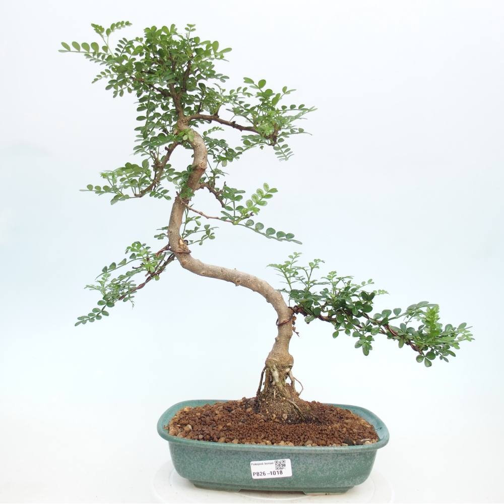 Pokojová bonsai - Zantoxylum piperitum - pepřovník
