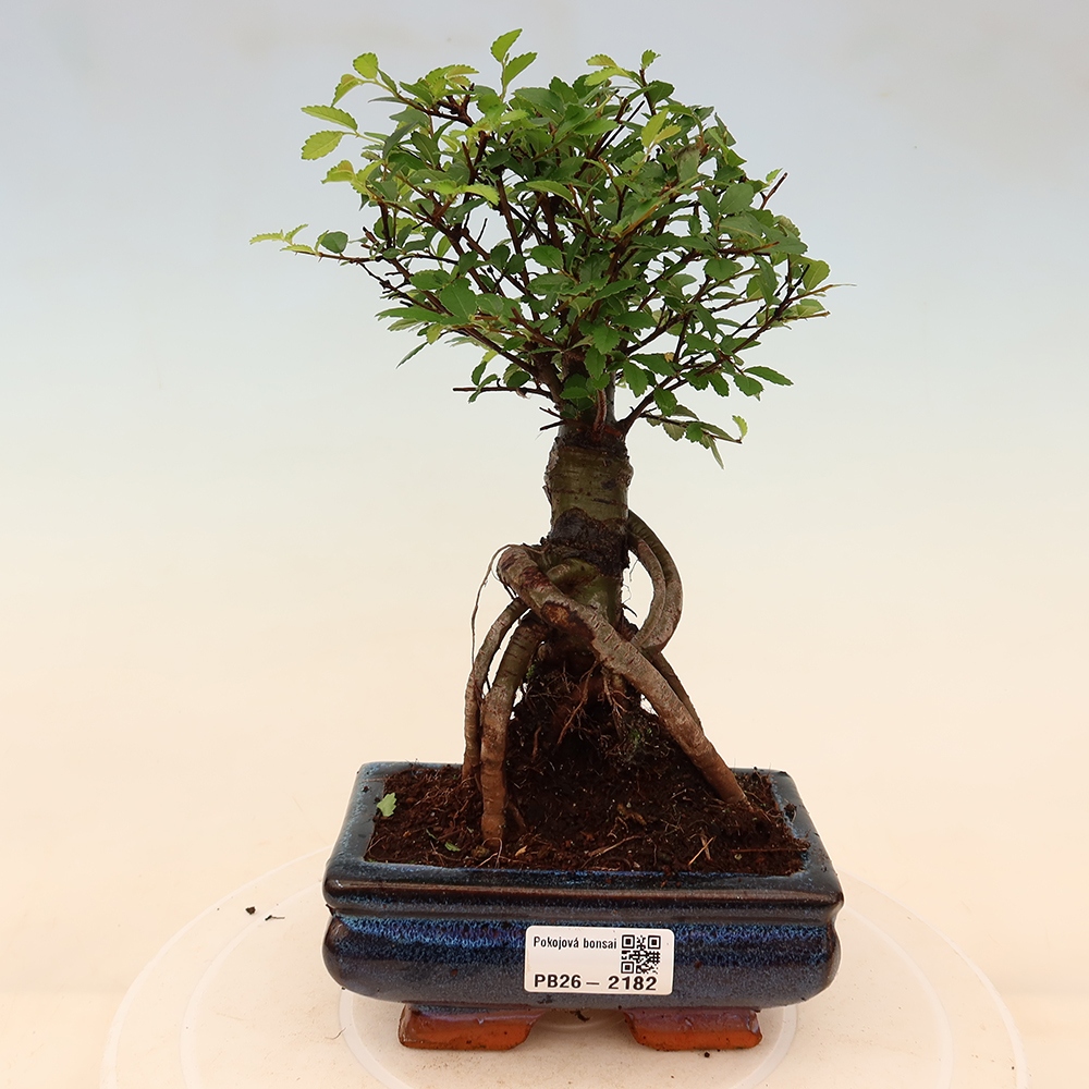 Pokojová bonsai - Ulmus parvifolia - Malolistý jilm