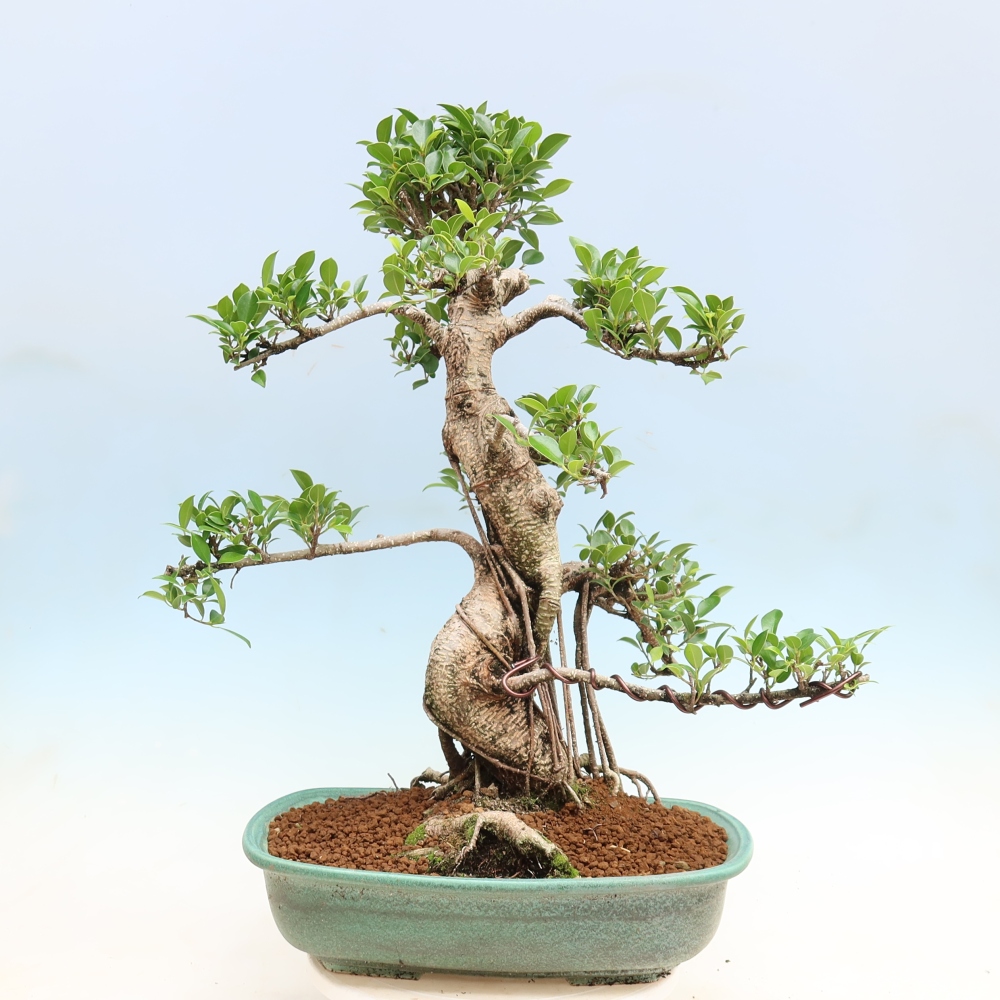Pokojová bonsai - Ficus kimmen -  malolistý fíkus