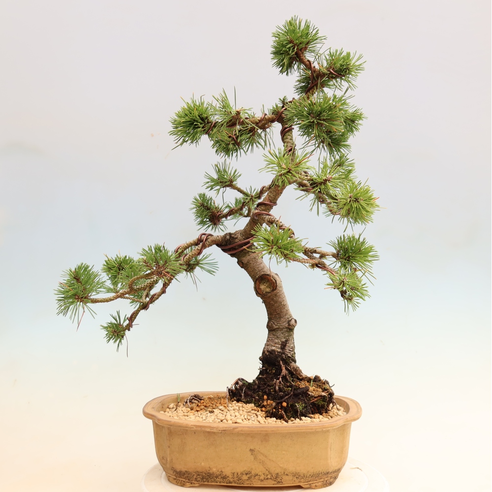 Venkovní bonsai - Pinus mugo Humpy  - Borovice kleč