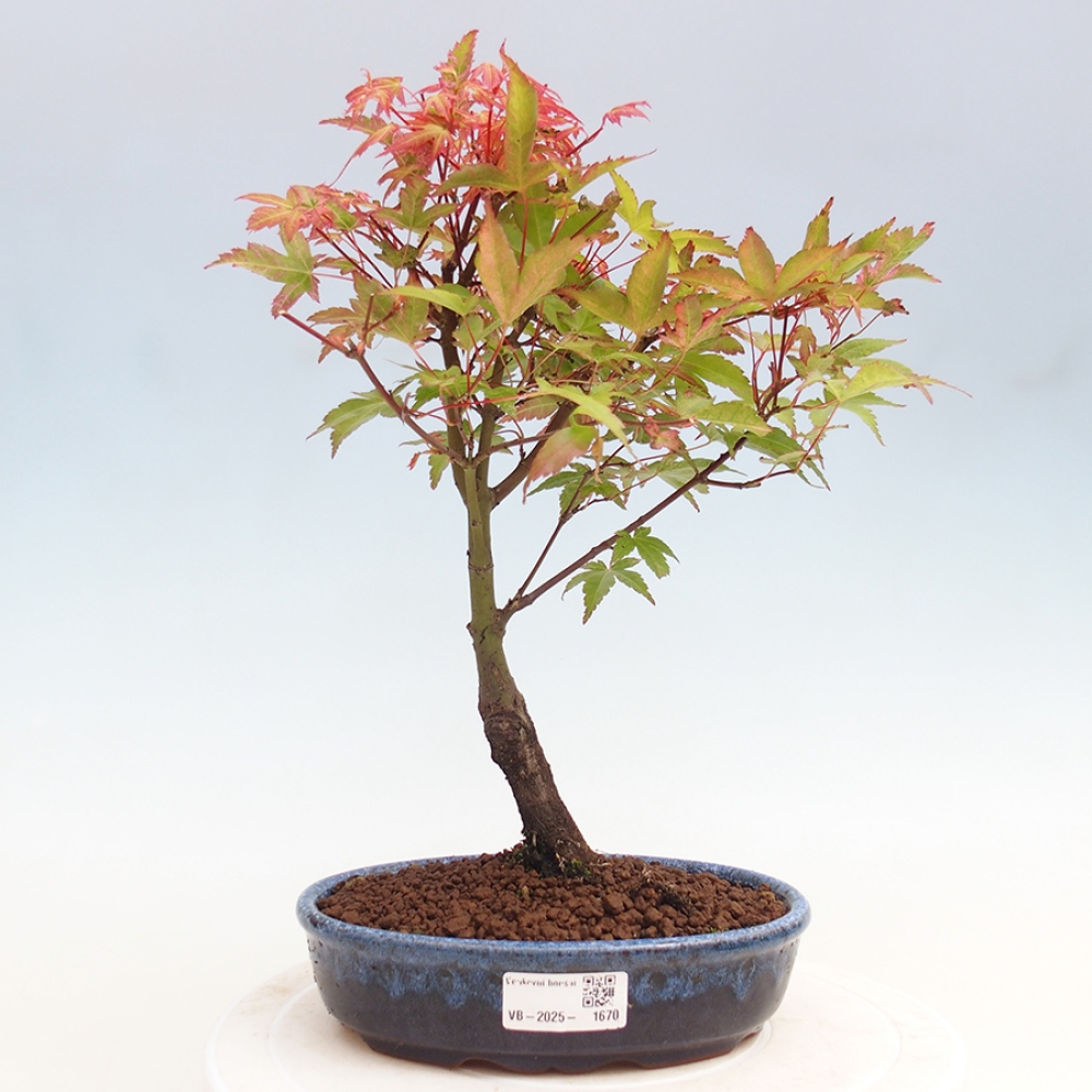Javor dlanitolistý - Acer palmatum Beni Tsukasa