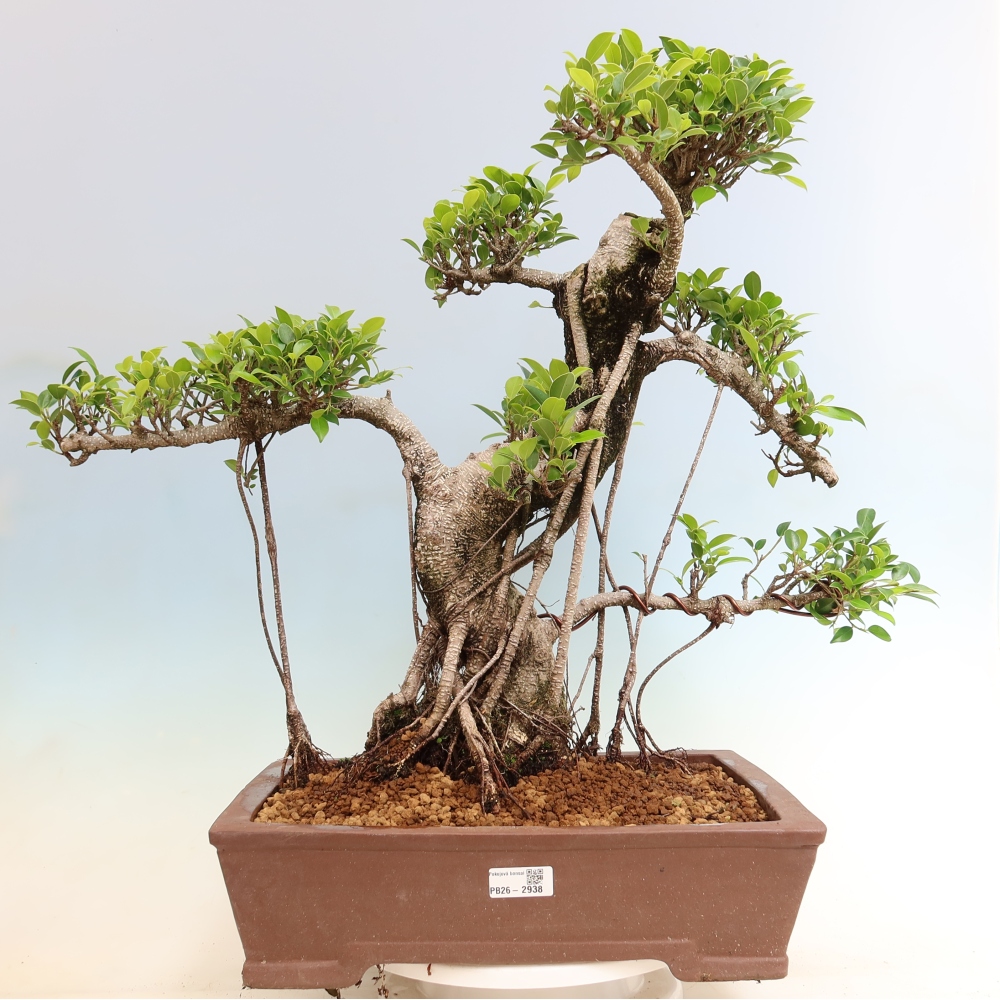 Pokojová bonsai - Ficus kimmen -  malolistý fíkus