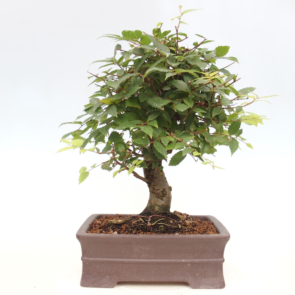 Venkovní bonsai - Zelkova - Zelkova serrata