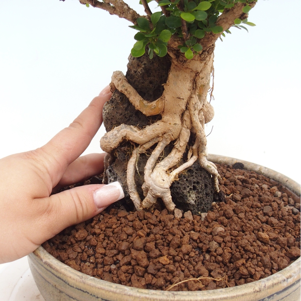 Venkovní bonsai - Berberis coreana - Dřištál korejský