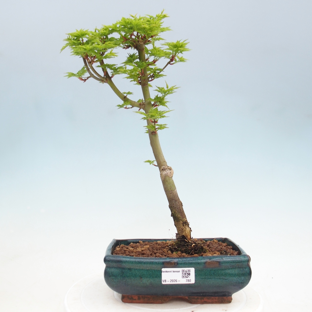 Venkovní bonsai -Javor dlanitolistý Acer palmatum Shishigashira