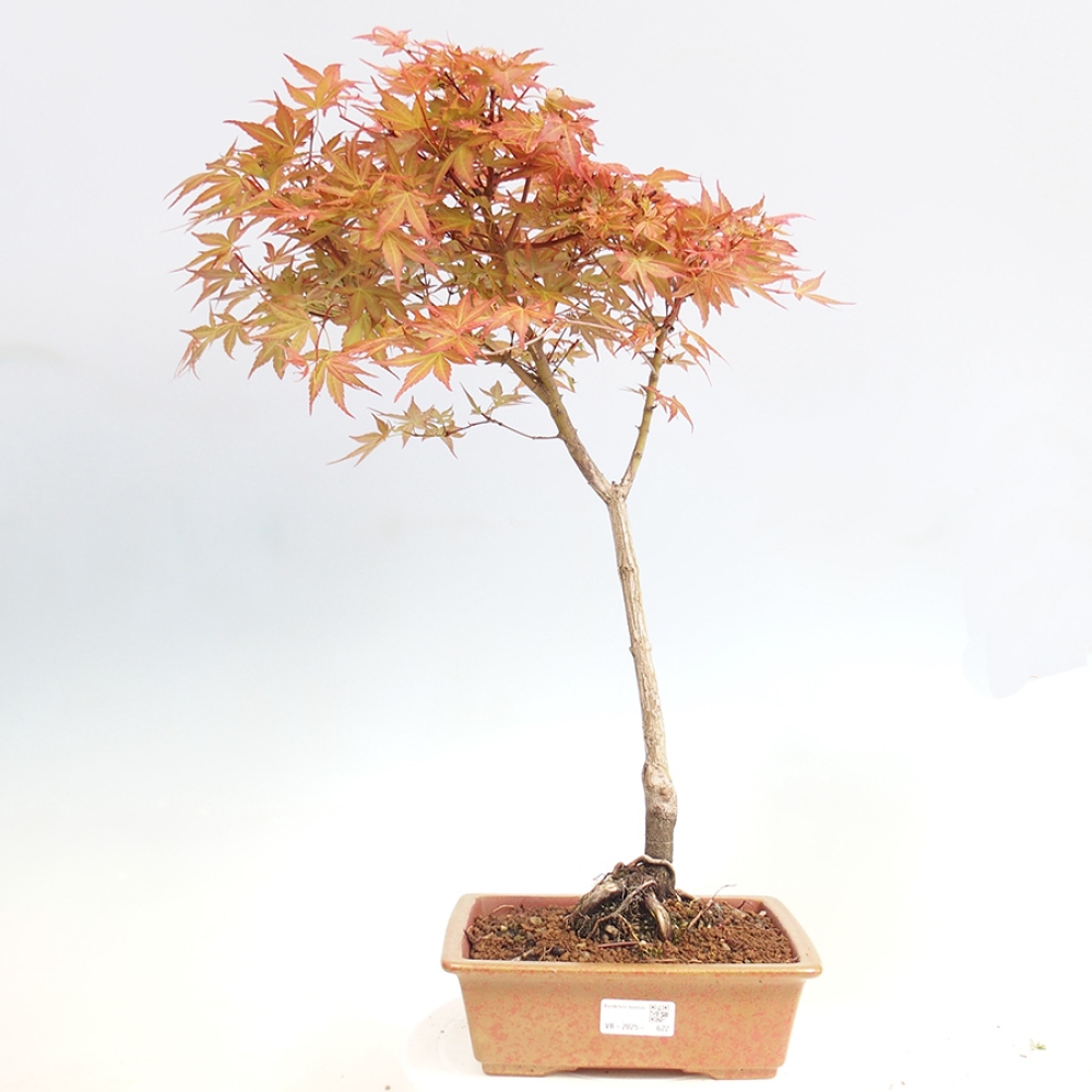 Javor dlanitolistý - Acer palmatum Beni Tsukasa