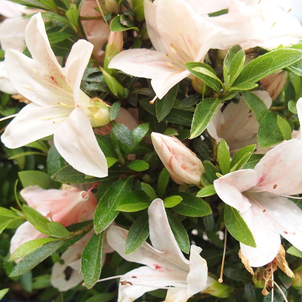 Venkovní bonsai - Japonská azalka - Azalea Nikko