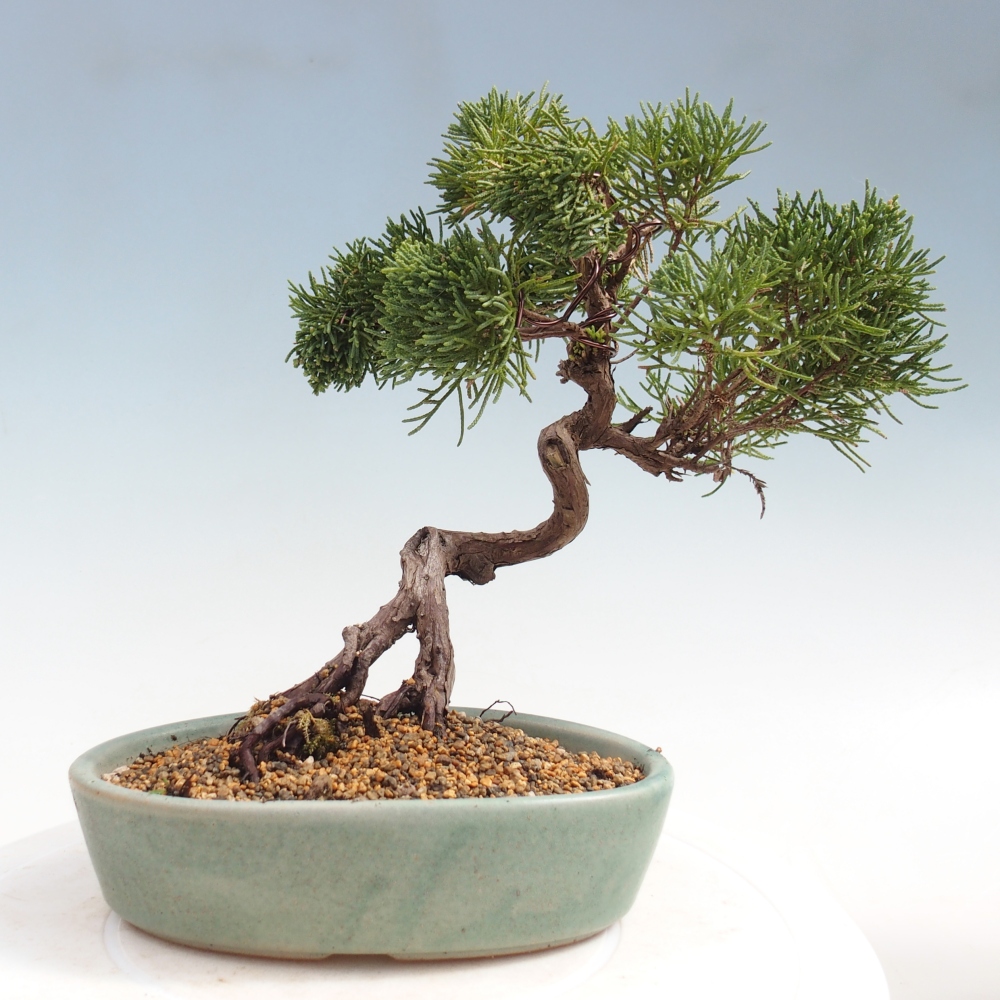 Venkovní bonsai - Juniperus chinensis Kishu -Jalovec čínský