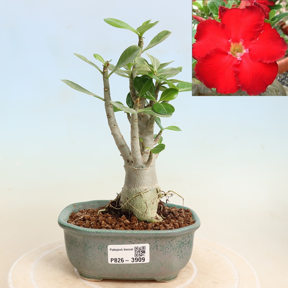 Pokojová bonsai - Adenium obesum Red Star - Pouštní růže