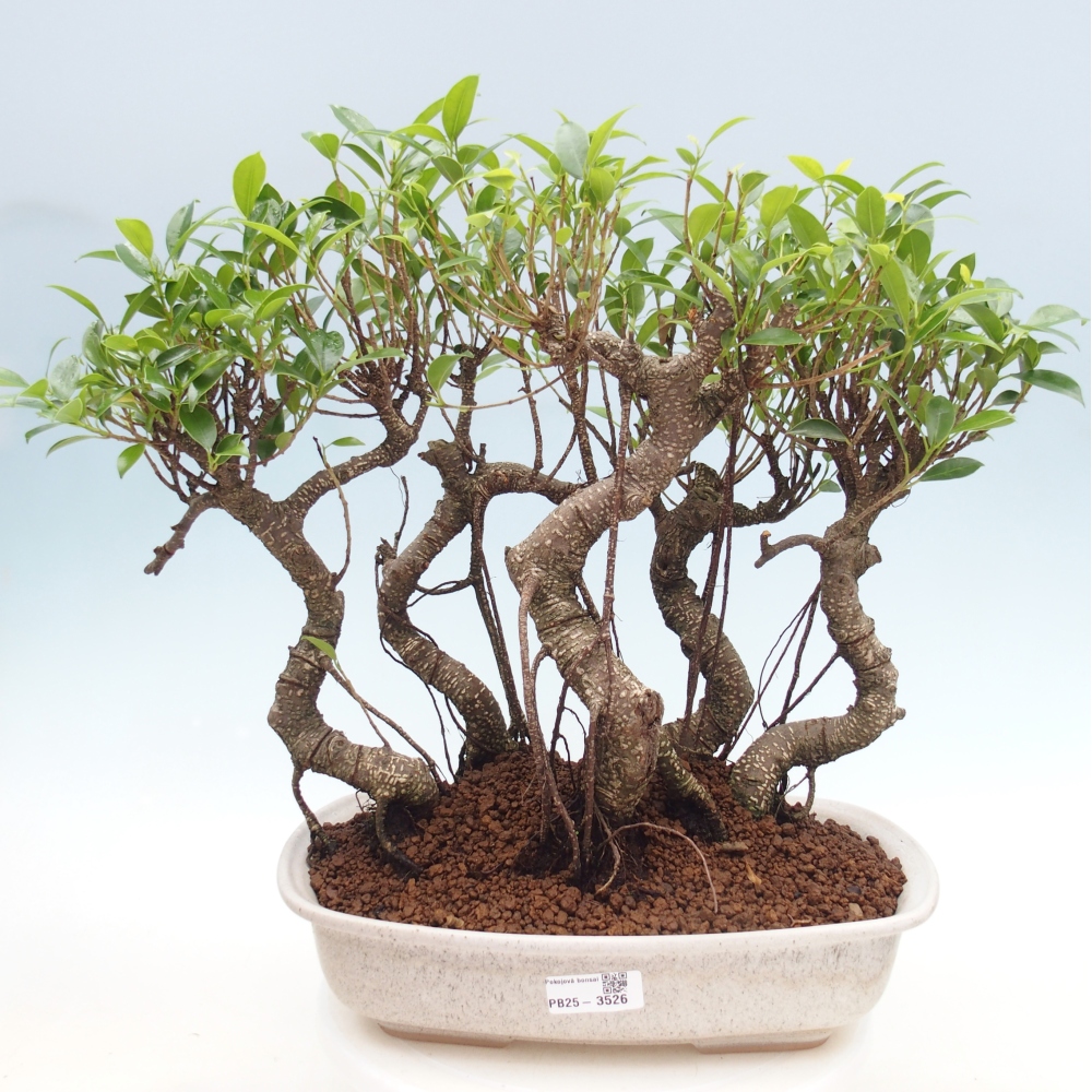 Pokojová bonsai - Ficus kimmen -  malolistý fíkus