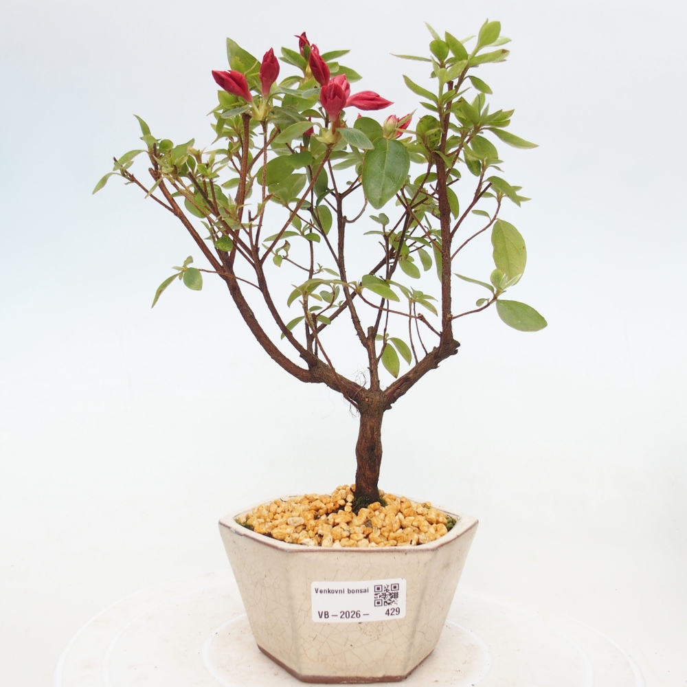 Venkovní bonsai - Japonská azalka - Azalea sp.