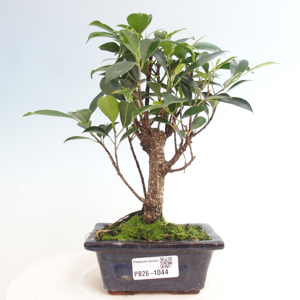 Pokojová bonsai Ficus retusa kimmen