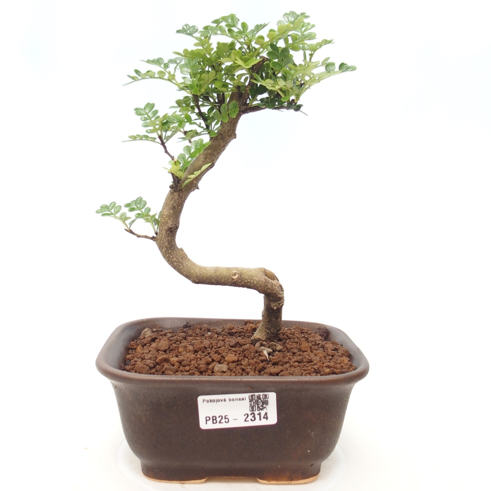 Pokojová bonsai - Zantoxylum piperitum - pepřovník