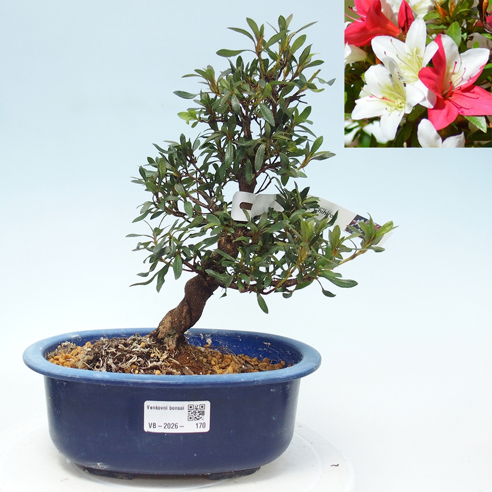 Venkovní bonsai - Japonská azalka - Azalea CHIHIRO