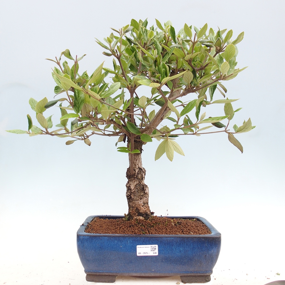 Venkovní bonsai-Kalina Bodnanská - Viburum carlesii hemsi