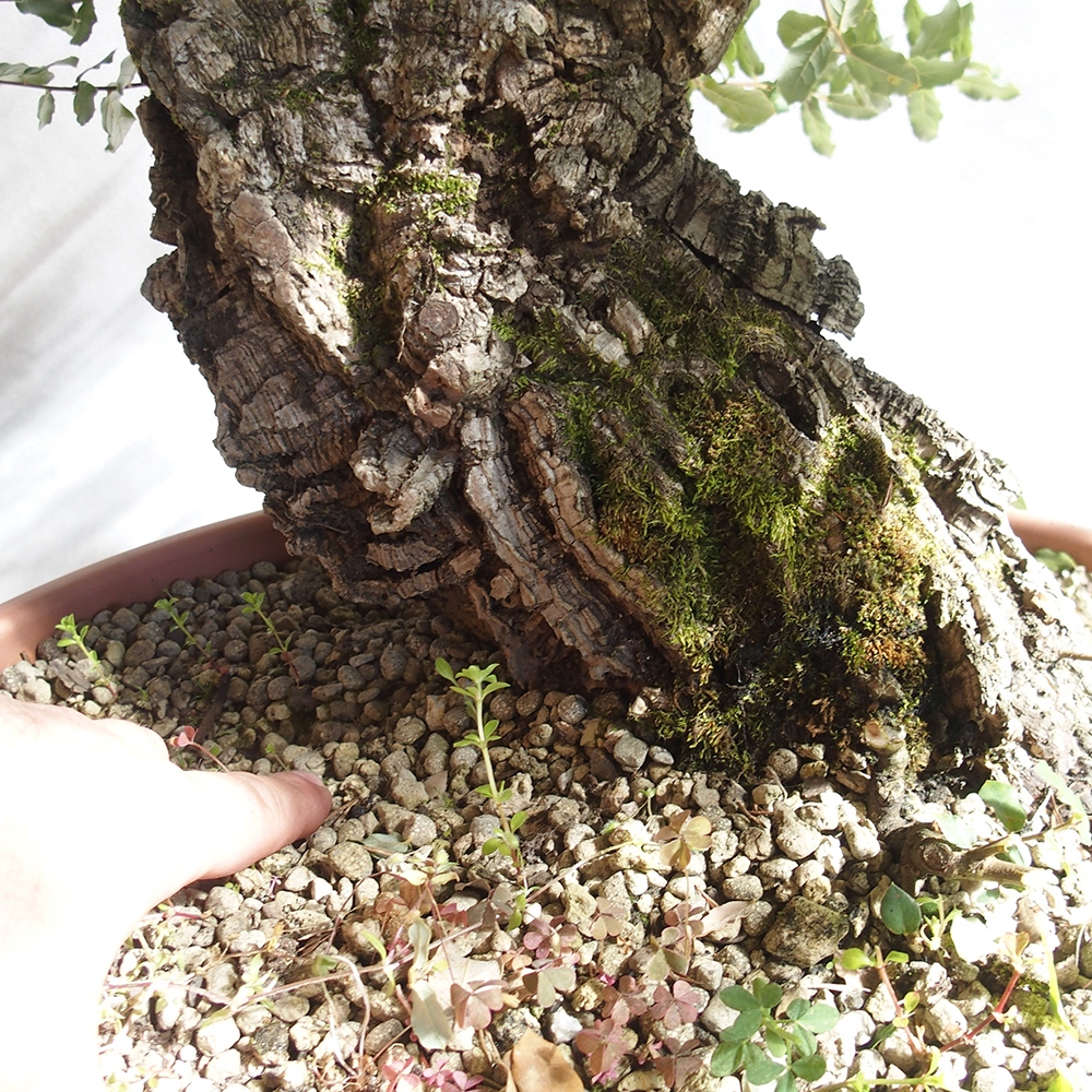 venkovní bonsai Quercus suber - Korkový dub