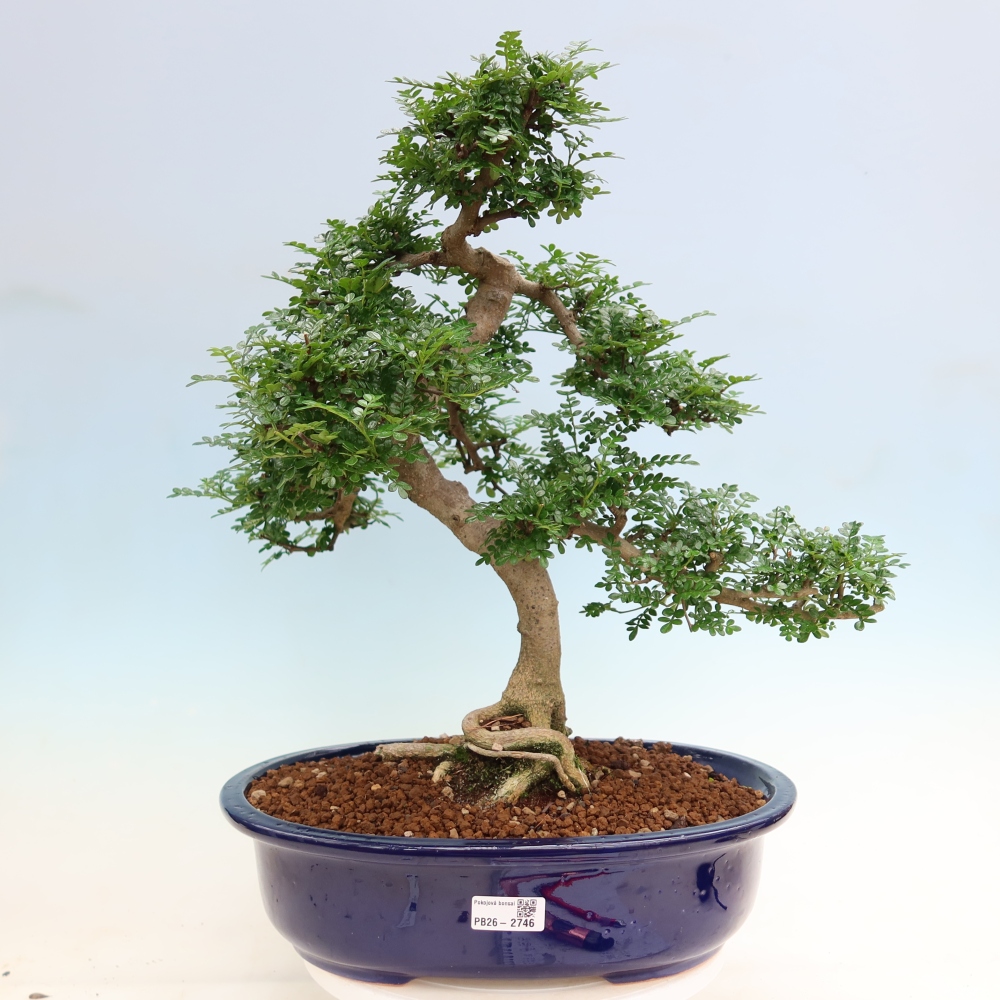Pokojová bonsai - Zantoxylum piperitum - pepřovník