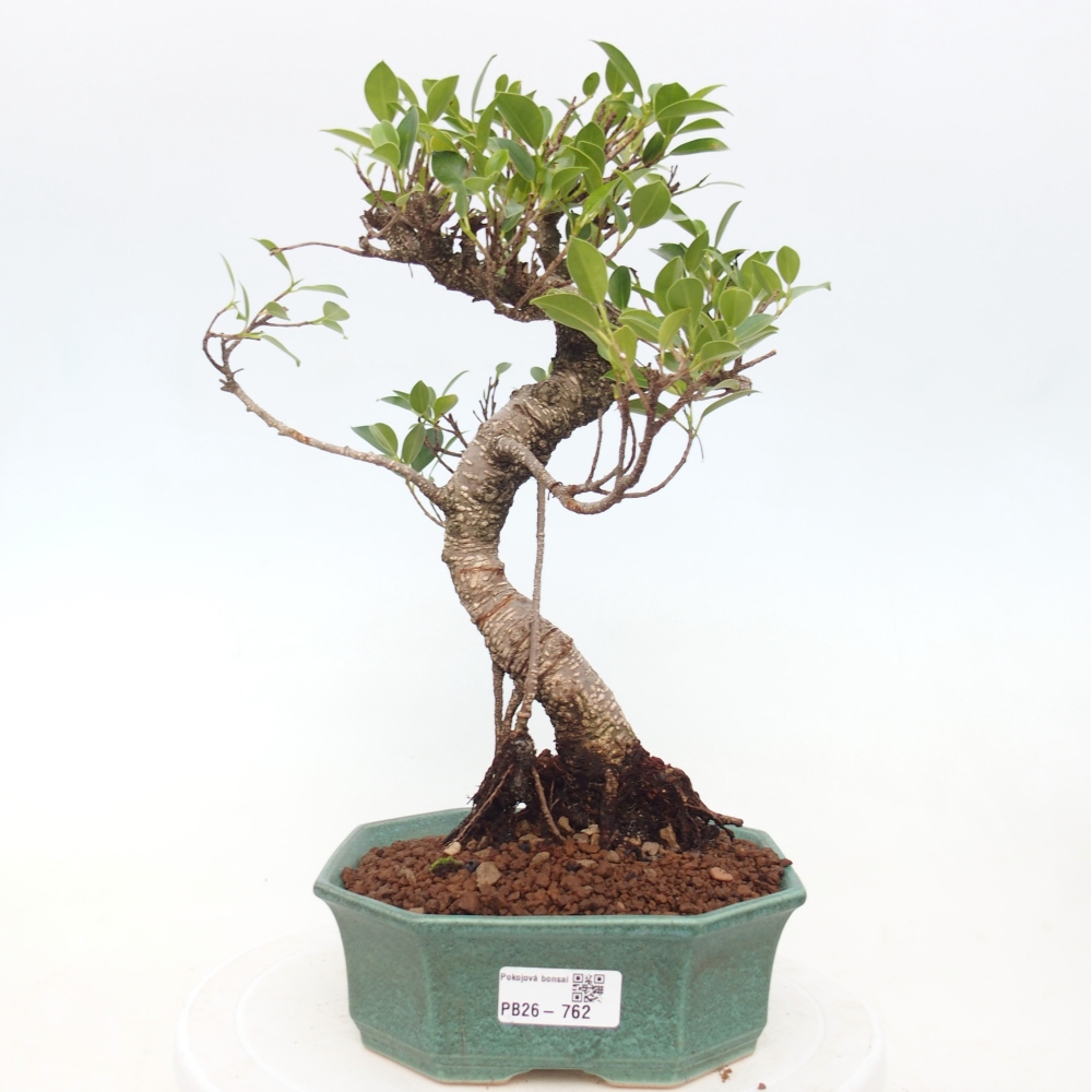 Pokojová bonsai - Ficus retusa -  malolistý fíkus