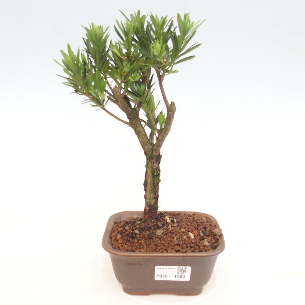 Pokojová bonsai - Podocarpus - Kamenný tis