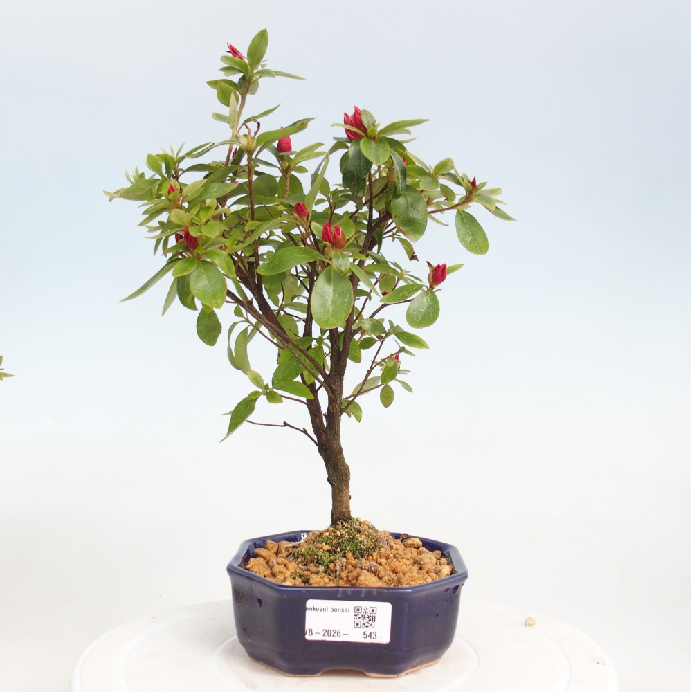 Venkovní bonsai - Japonská azalka - Azalea sp.