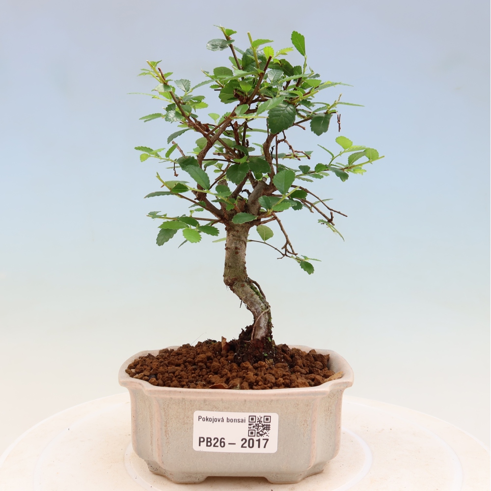 Pokojová bonsai - Ulmus parvifolia - Malolistý jilm