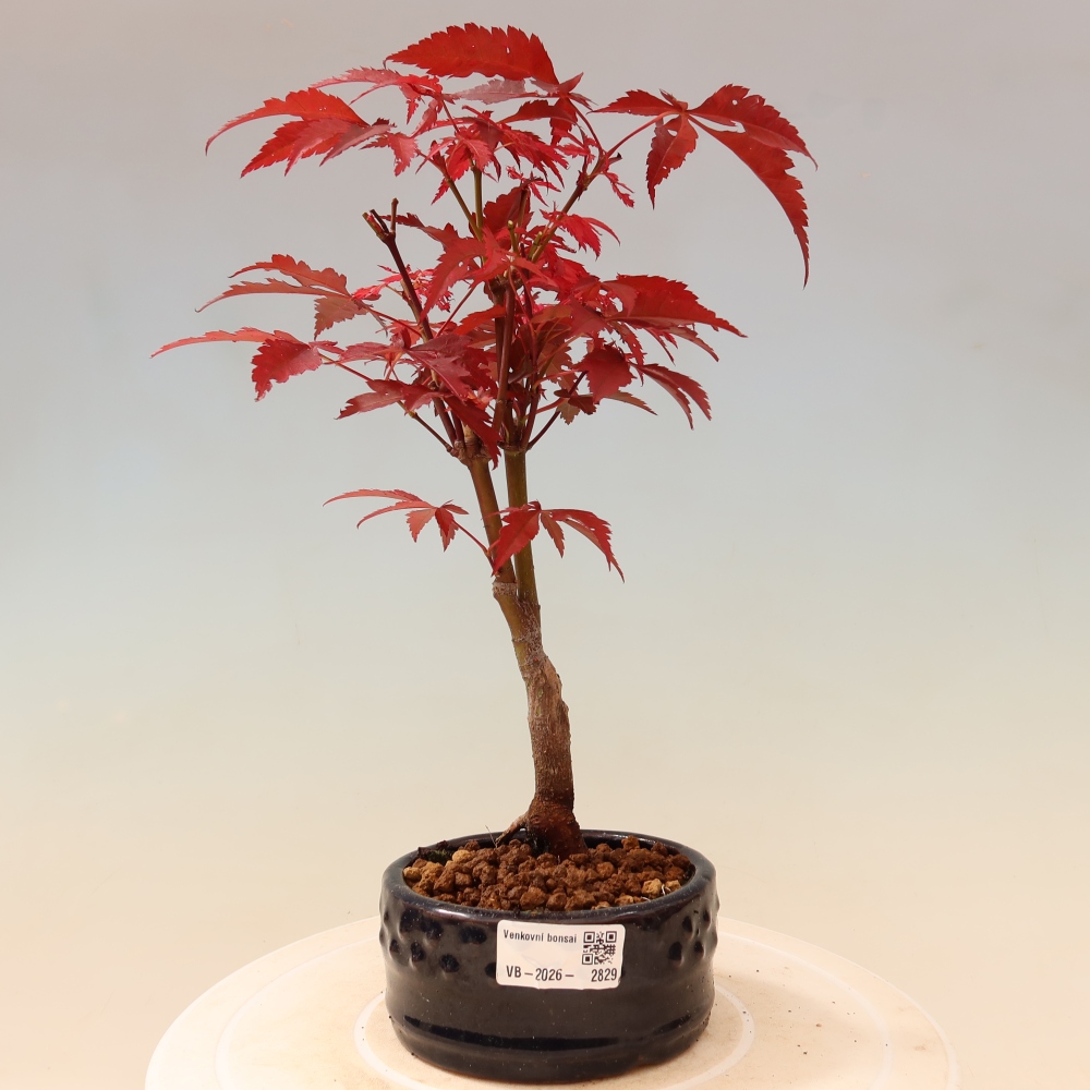 Venkovní bonsai - Acer palm. Atropurpureum-Javor dlanitolistý