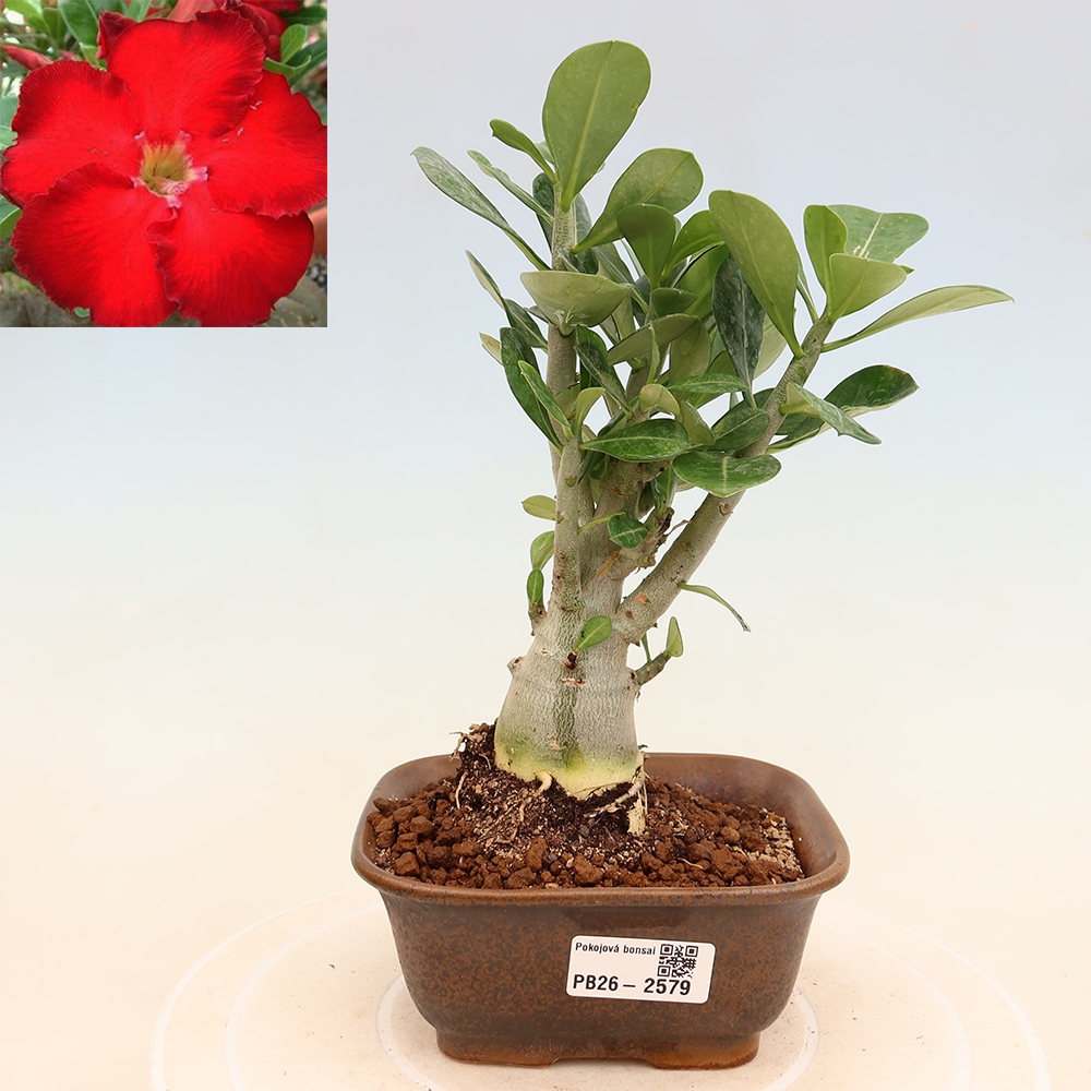 Pokojová bonsai - Adenium obesum Red Star - Pouštní růže
