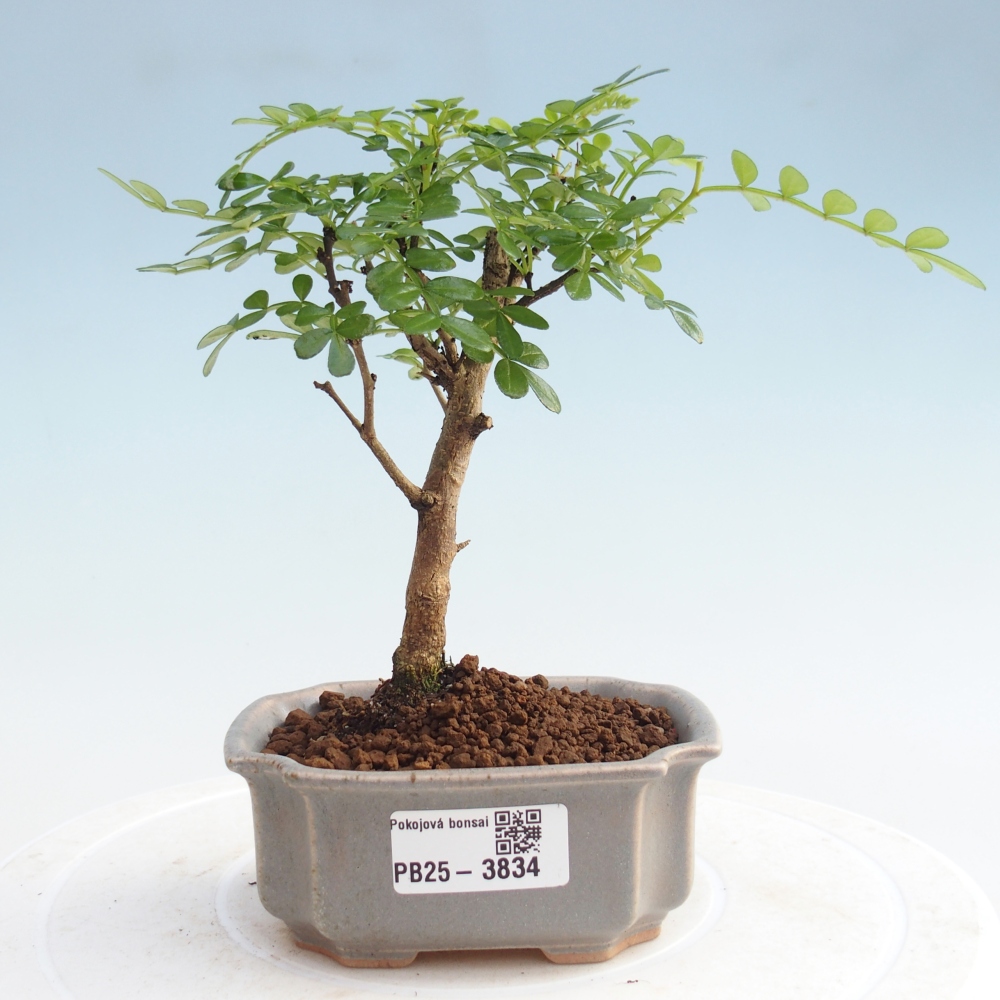 Pokojová bonsai - Zantoxylum piperitum - Pepřovník PB220935