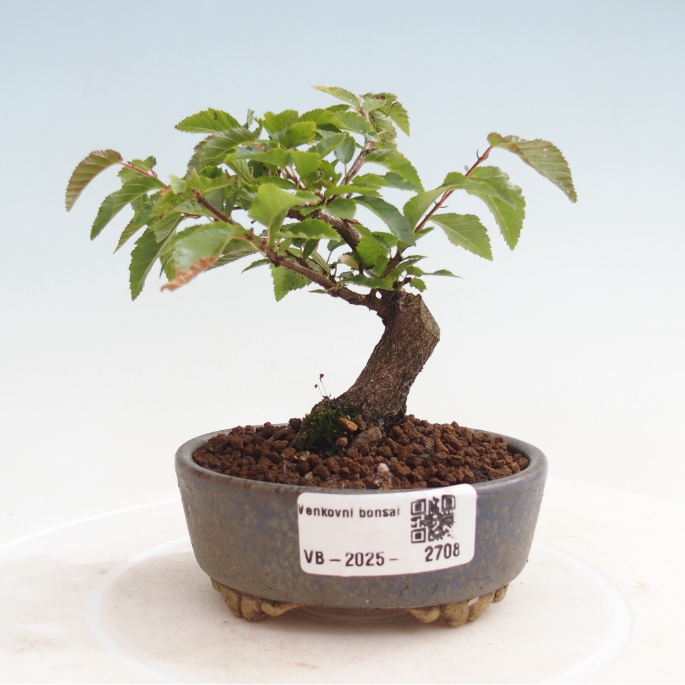 Venkovní bonsai -Carpinus CARPINOIDES - Habr korejský